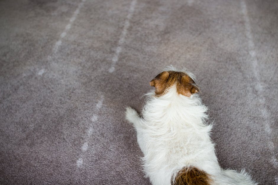 A close-up view of a light brown and white dog sitting on a plush, beige carpeted floor in a residential or commercial interior. The carpet shows visible white chalk or dust markings, indicating recent cleaning or marking for spot cleaning. The room is well-lit, highlighting the textured surface of the carpet. The image captures the top-down perspective from behind the dog, with no visible furniture or other objects, emphasizing the cleanliness and condition of the carpet. This scene exemplifies surface cleaning and maintenance practices, as seen in services by Putney Cleaners for domestic cleaning or deep cleaning, showcasing an emphasis on hygiene and care for carpeted surfaces.